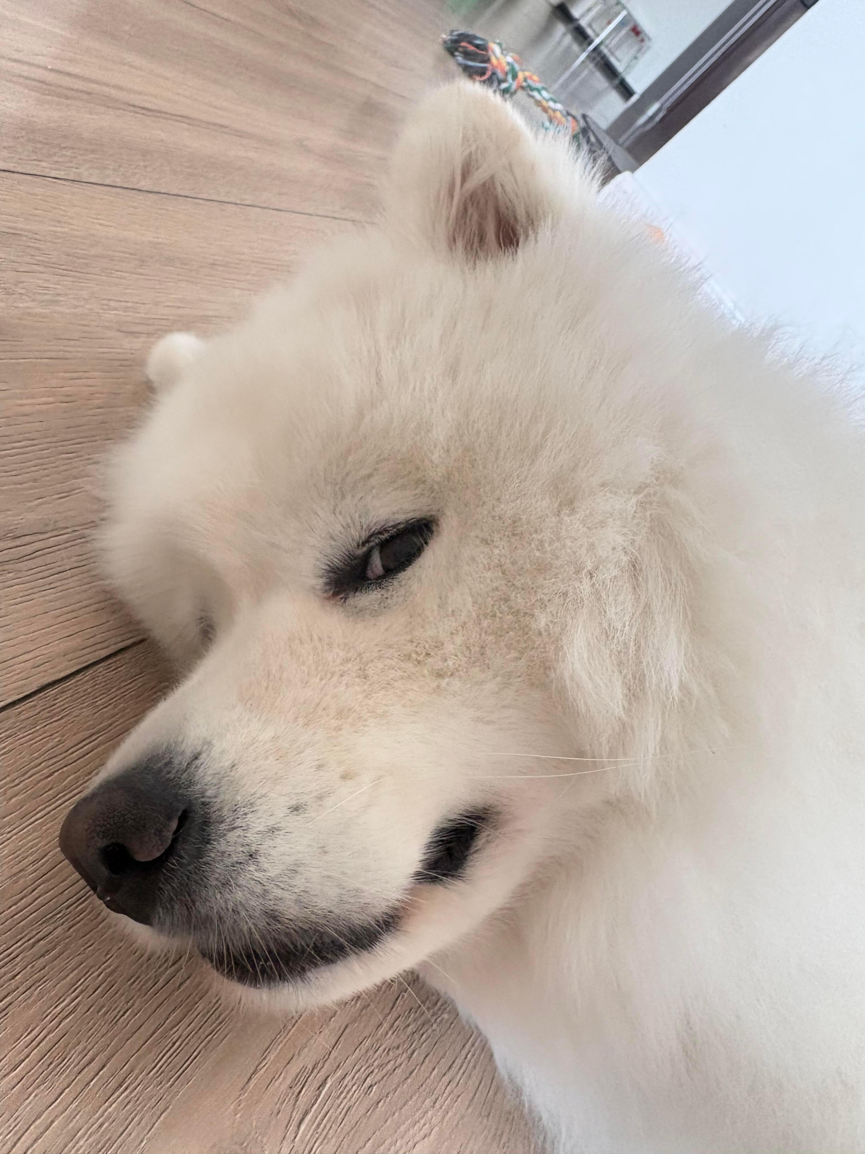 小狗不能斜眼看人 