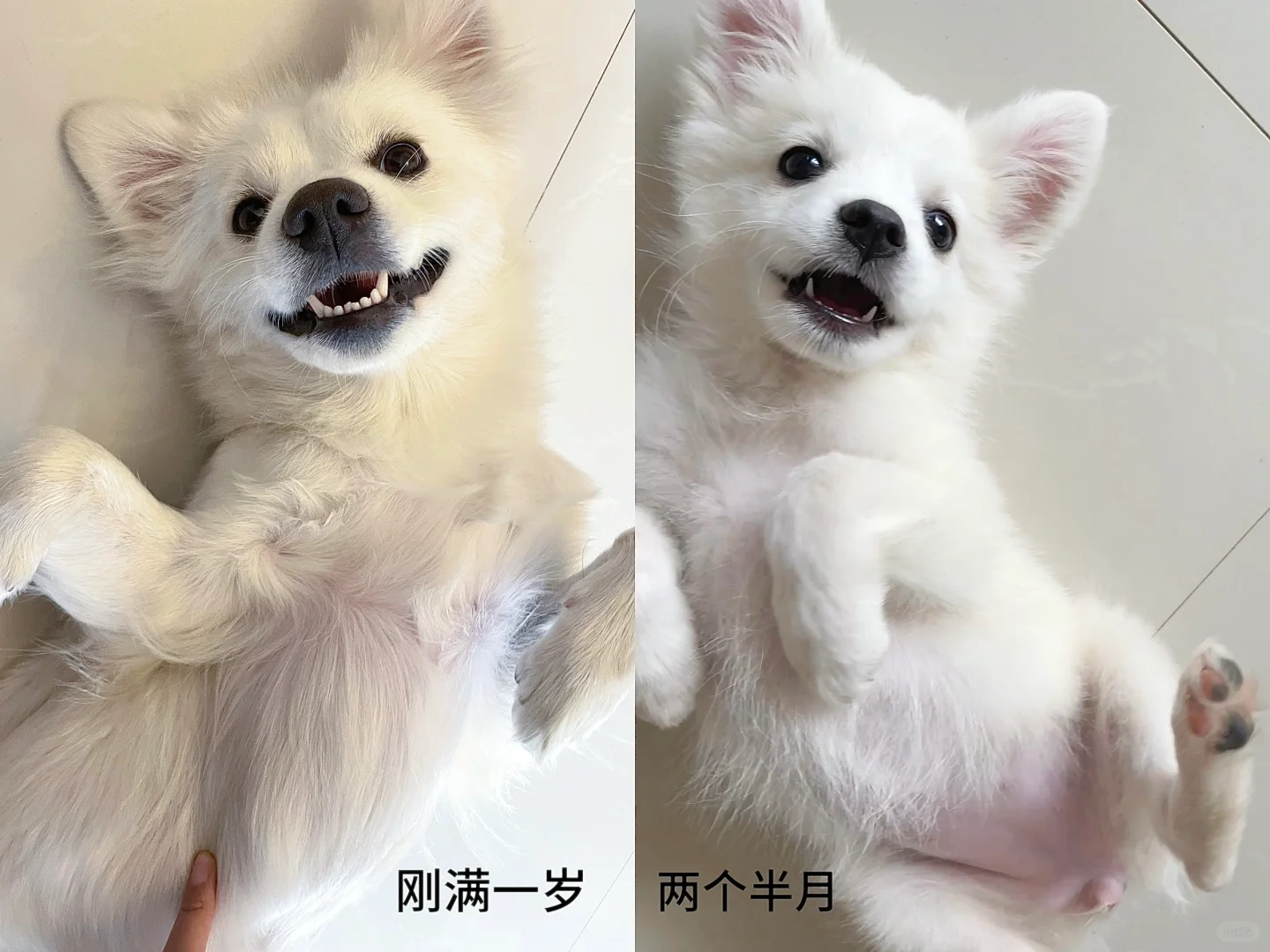 拍到了狗生照片