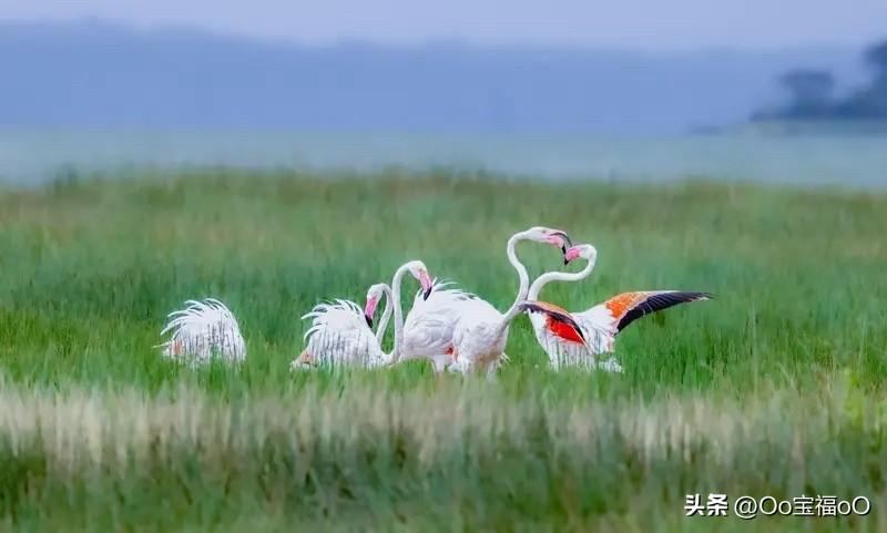 现在这环境和食品状况，真让人头大！都说血管喜欢洁净的食品和环境，可现实呢？到处都
