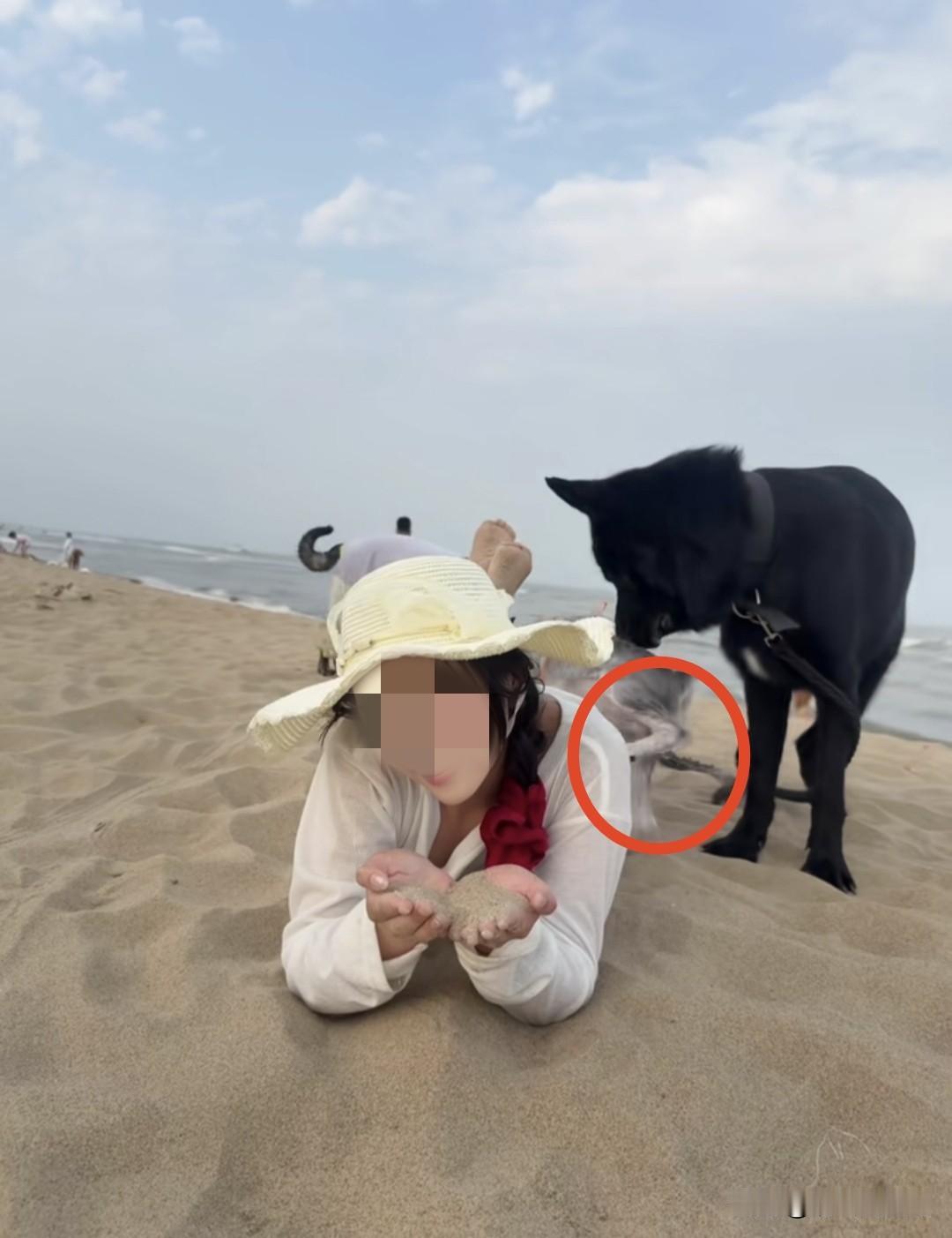 当小狗跑过来抬腿的那一刻，我就知道大事不妙