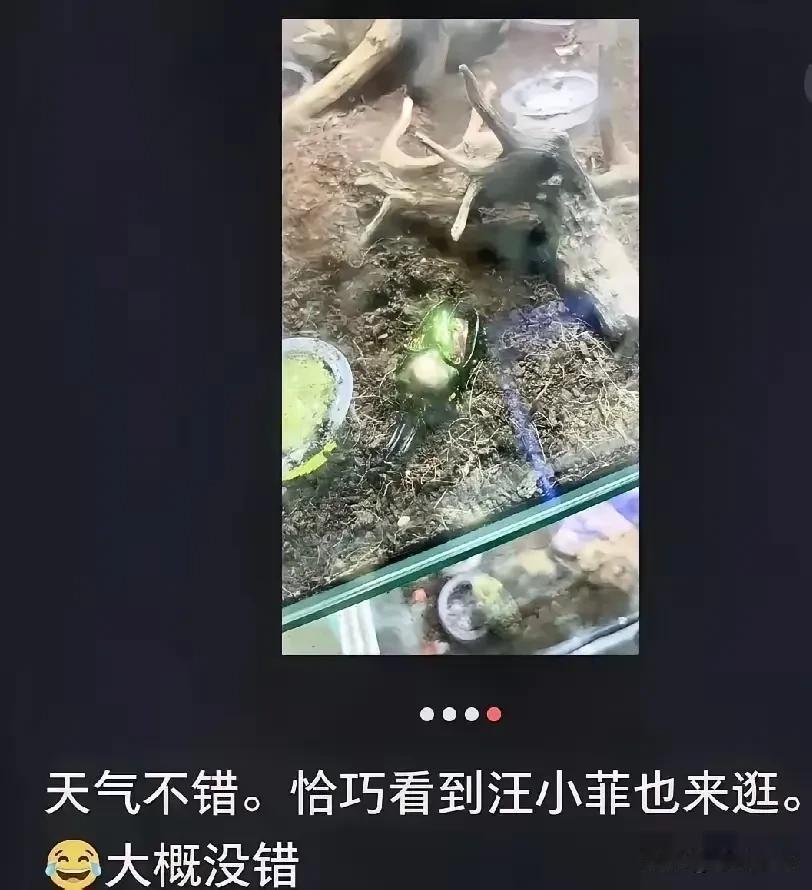 真是难为汪小菲了

酸辣粉出了这么大的事
他还不忘给儿子逛花鸟市场

估计是跟小