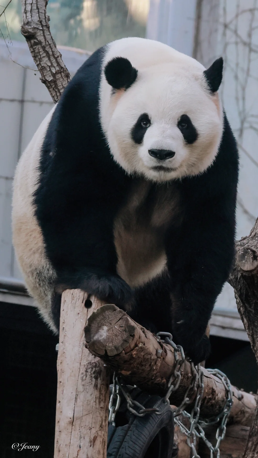 2024.11.18萌兰🐼帅气的兰朋友😍大么么萌兰