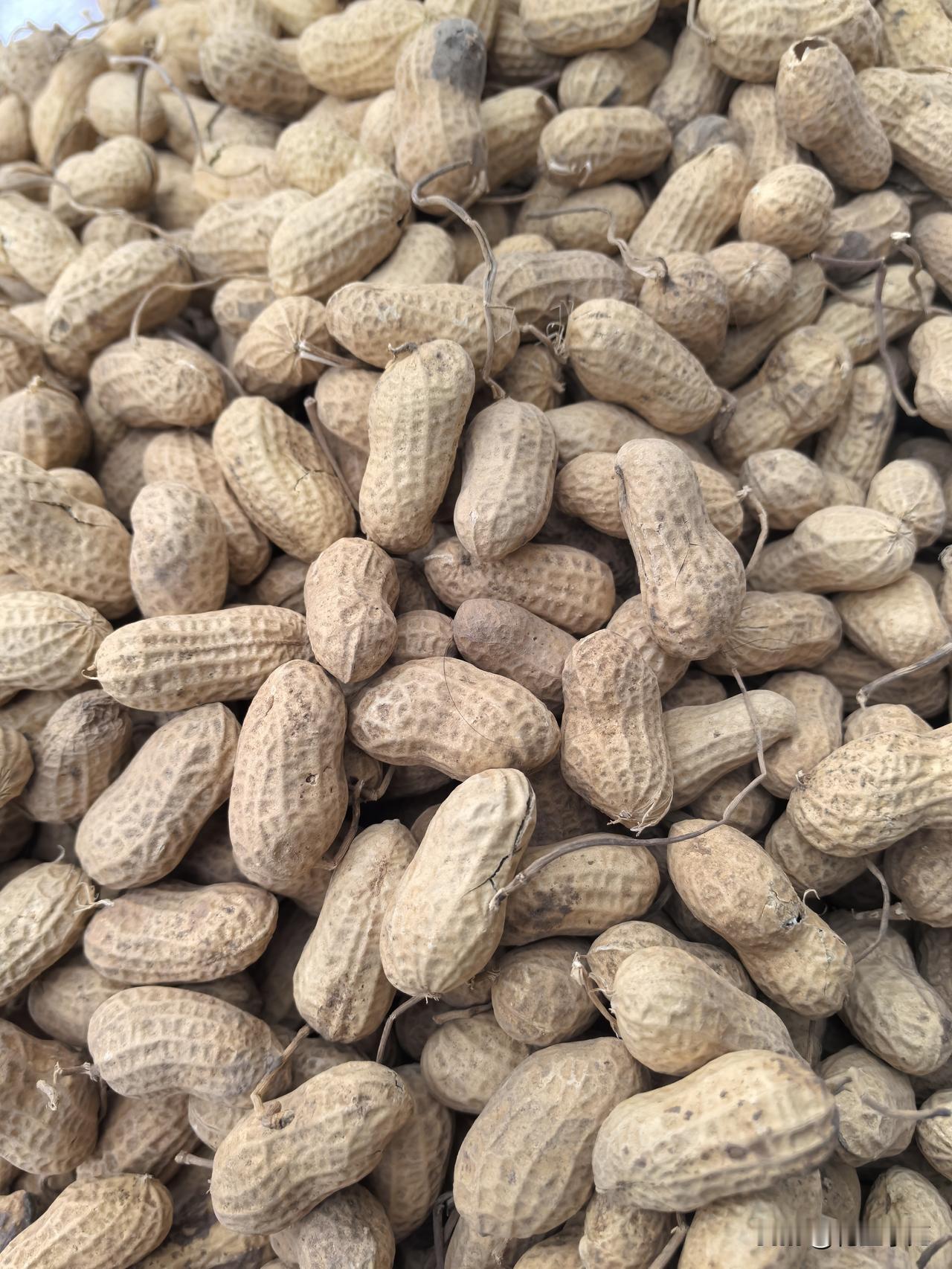 花生价格2026年3月7日辽宁省阜新市彰武县花生价格行情分析

308白沙通货米