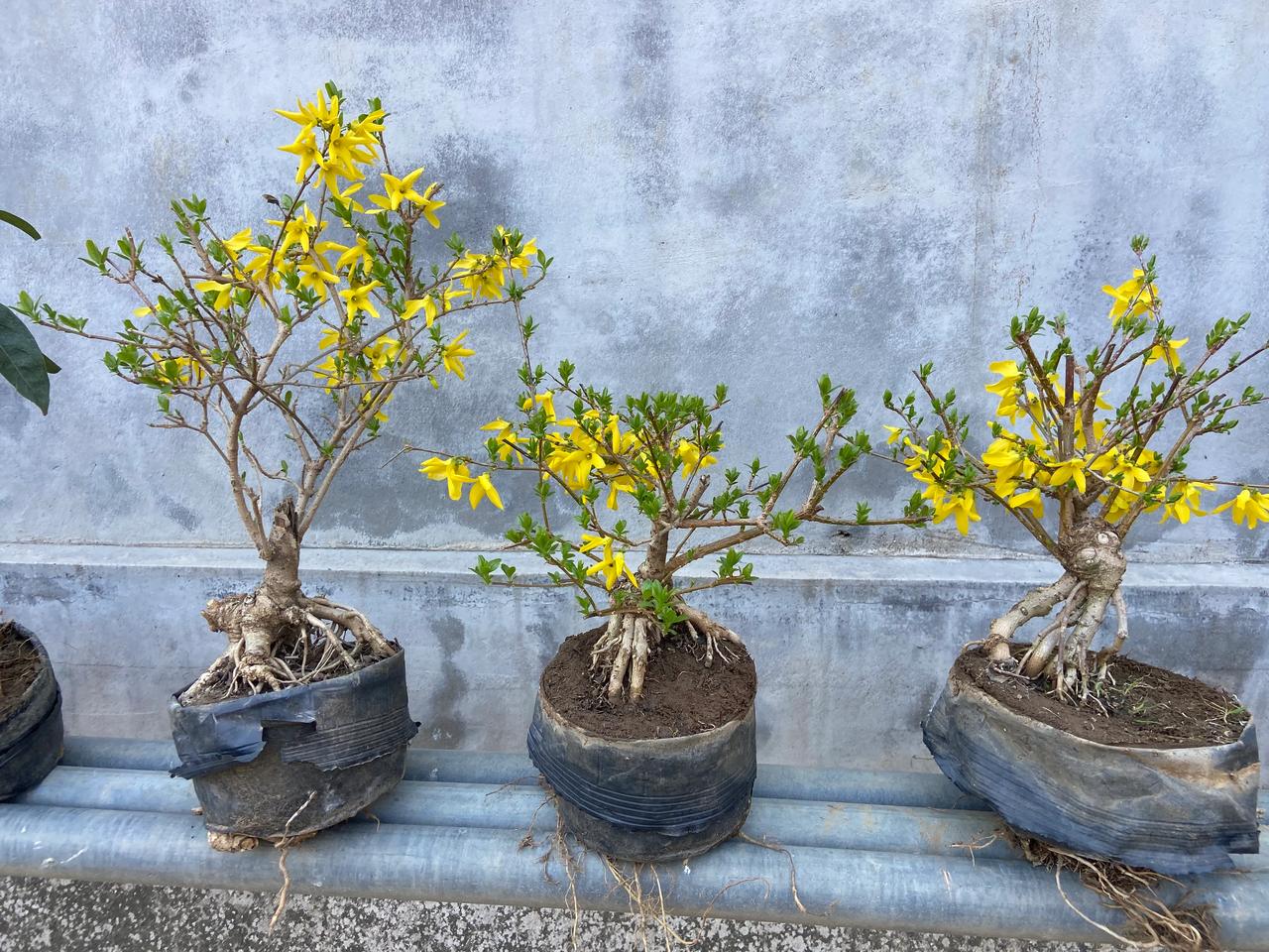 养嫁接的桂花可以早开花。  并且多种品种 四季开花红黄白色抽奖详情