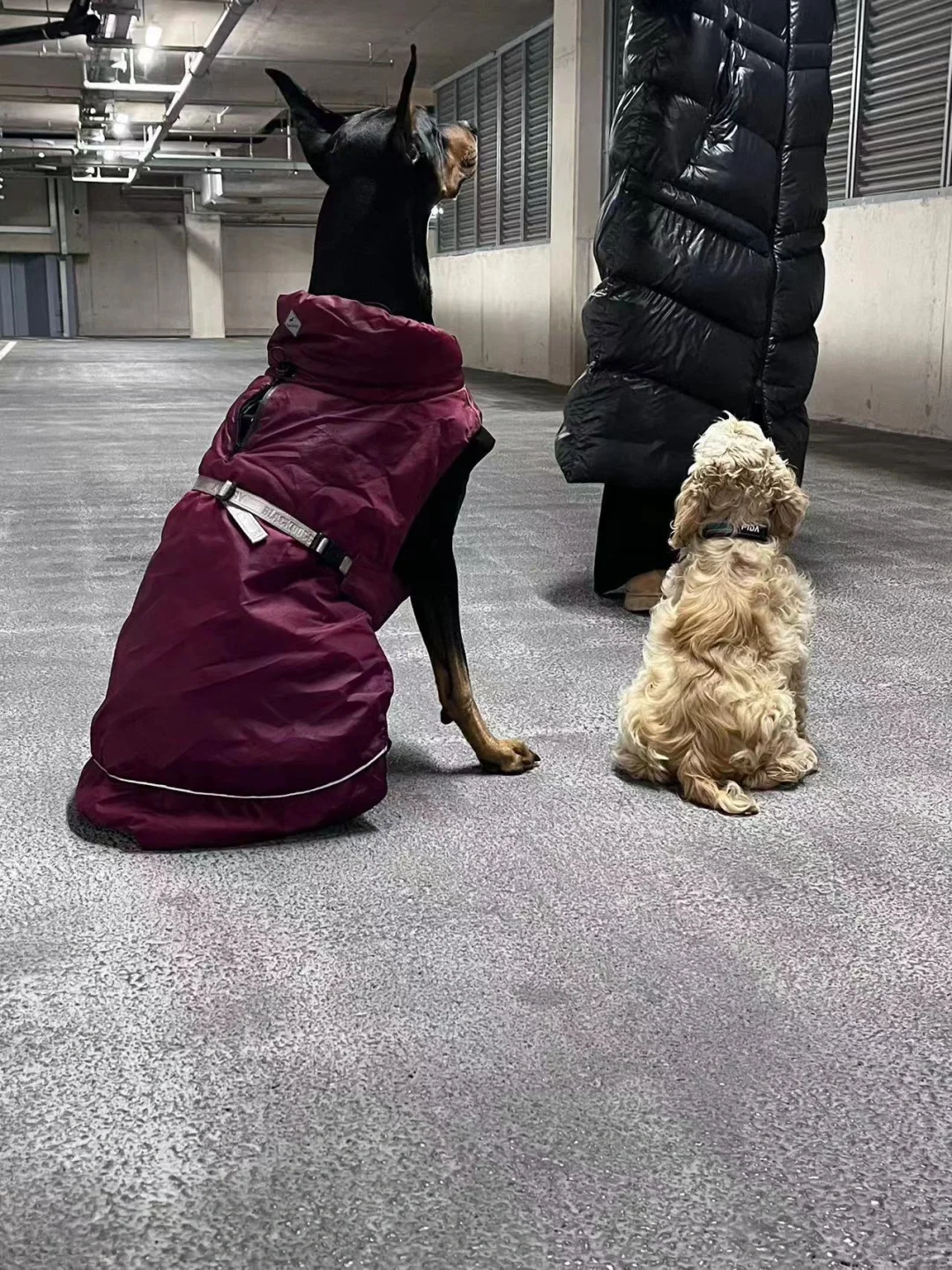客返｜黑帮大哥和他的笨蛋小弟