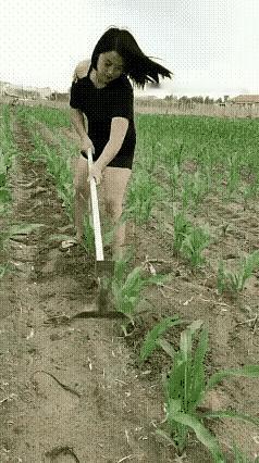 手法太难找，
田间锄杂草。
不像农村人，
娇贵品貌好
