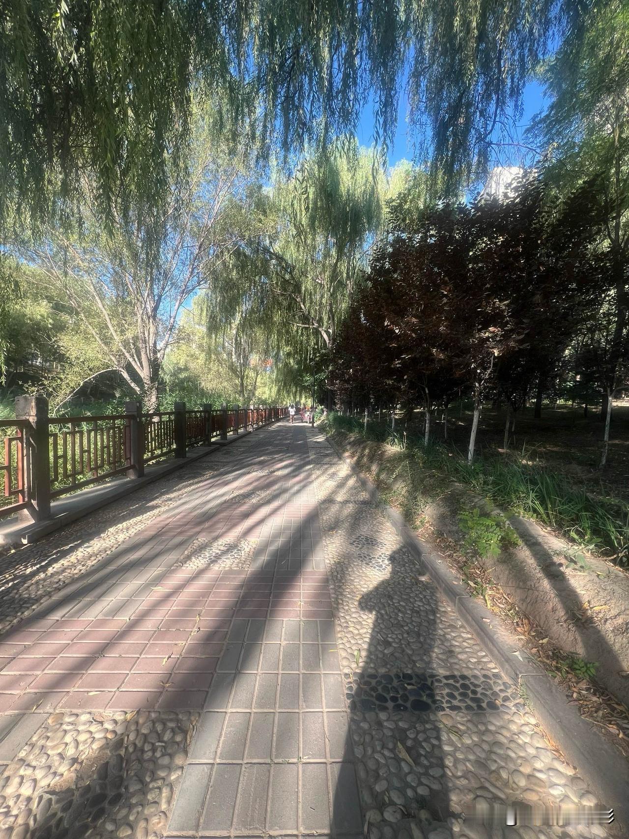 树影摇曳，柳叶如眉；时光轻浅，秋已悄至。晨曦初绽，天空湛蓝；微风轻拂，丝丝清凉；
