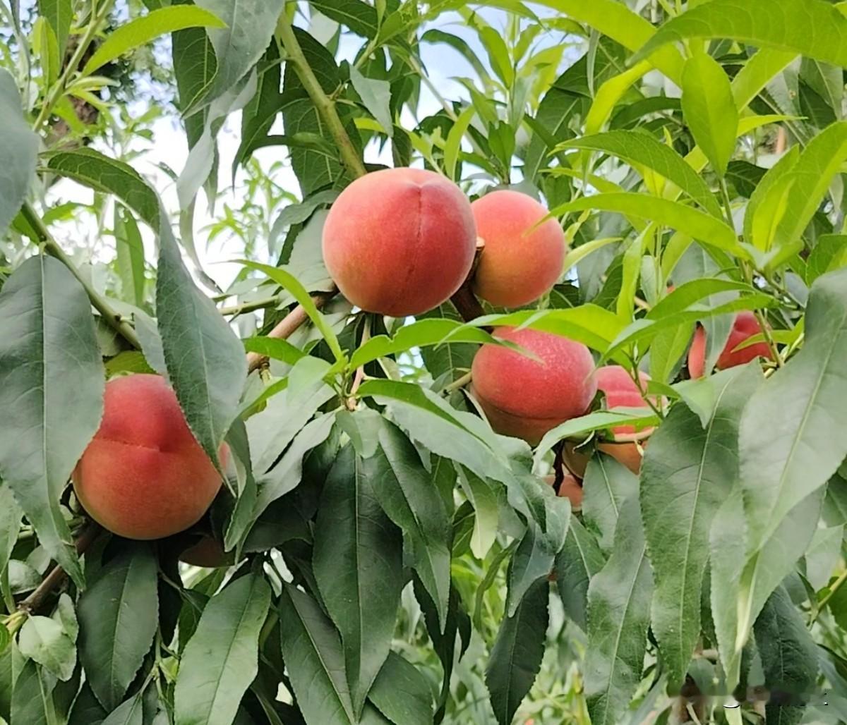 原创诗歌·白凤桃熟了

盛夏的黄河岸畔
又飘来
熟悉又诱人的鲜香味儿
那是一个叫