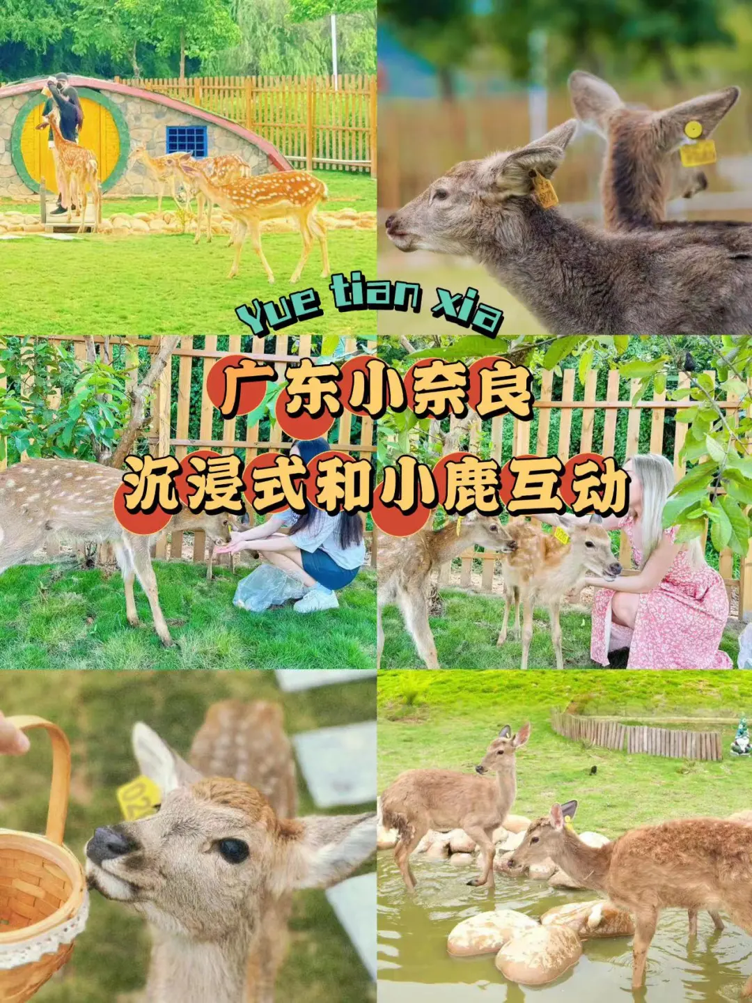 不用去日本｜这里鹿境庄园比奈良还要美！