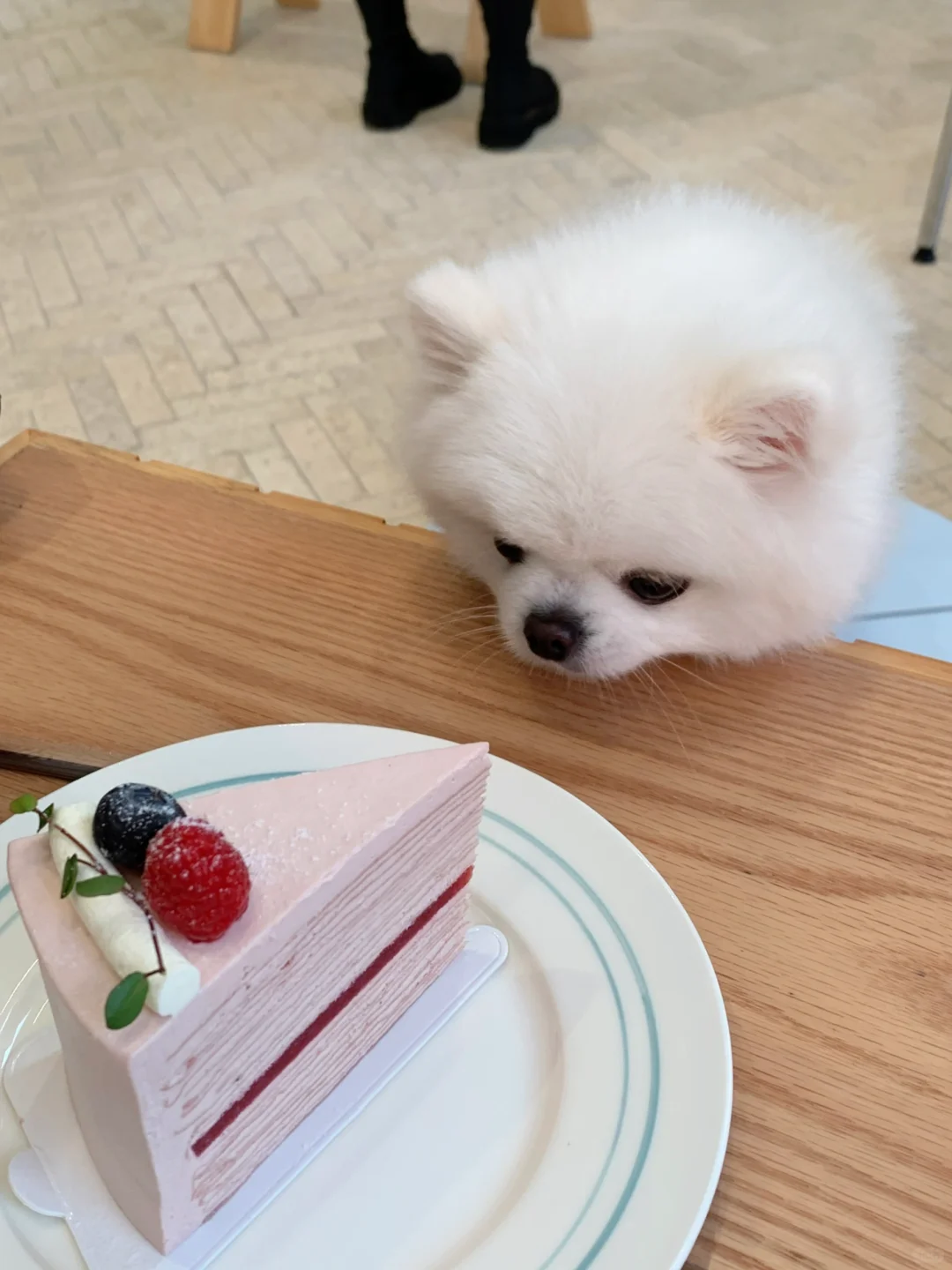 真的不给我吃一口吗🍰