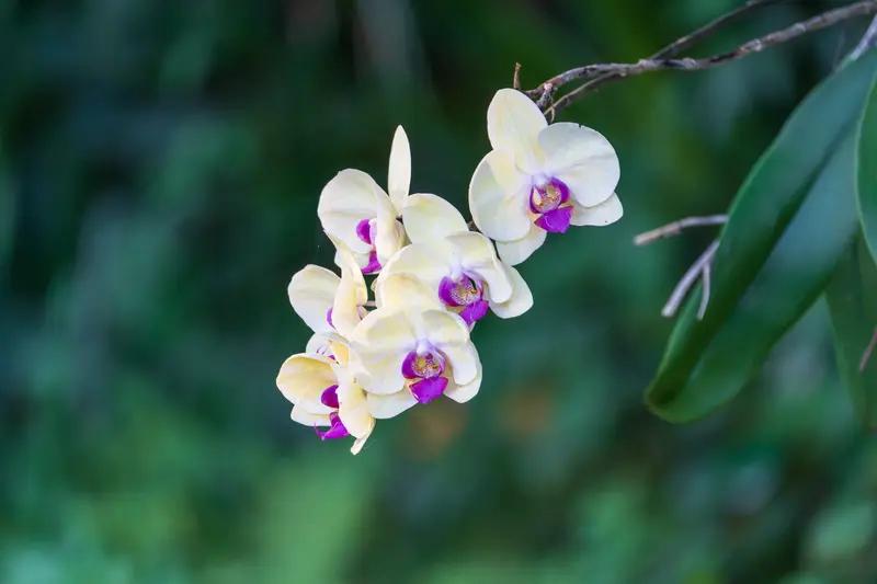 洒脱咖啡0Zz这副对联堪称绝妙！“旷野凝霜，兰草婀娜披素锦”，瞬间将人引入一幅旷