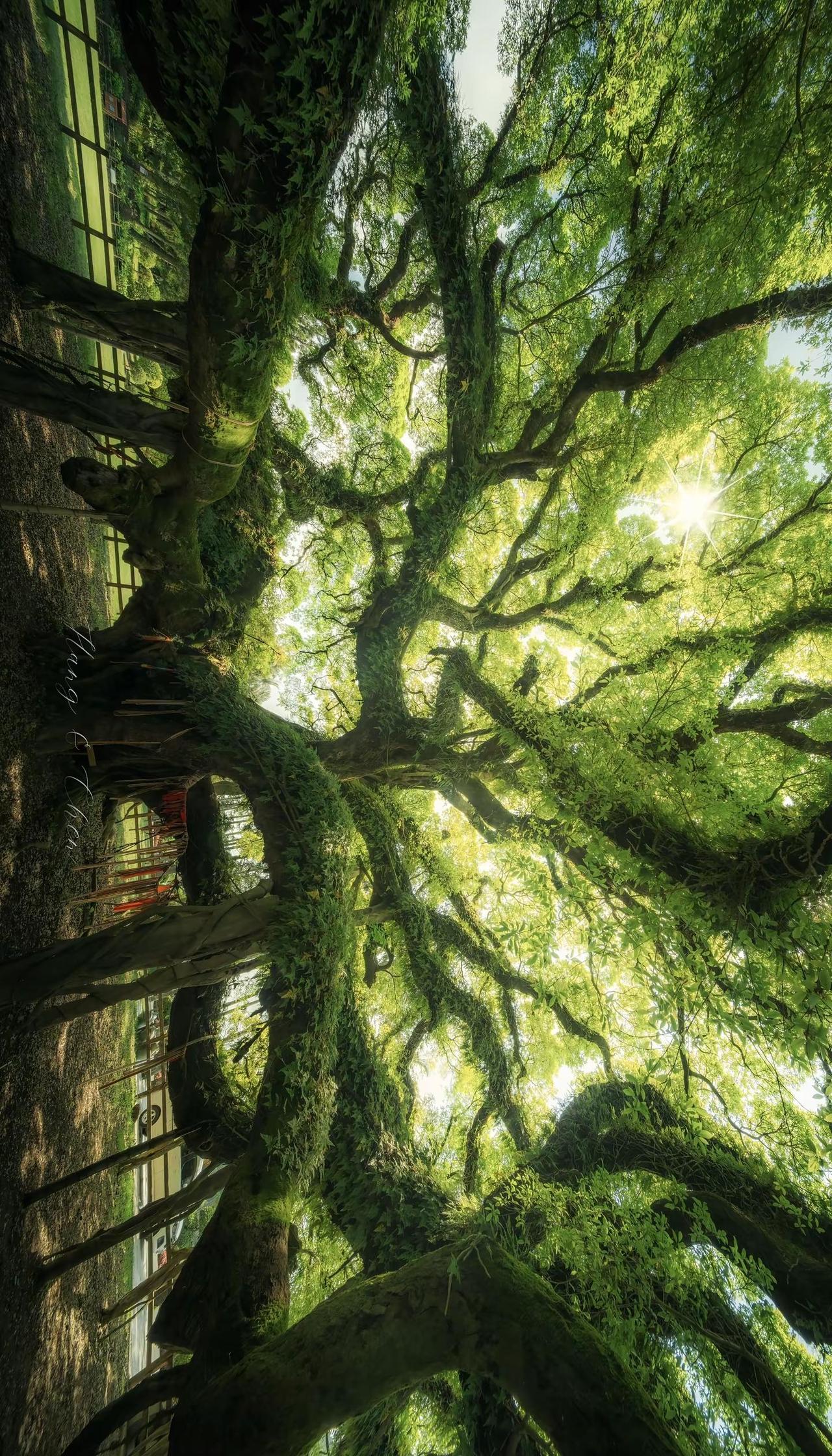 🌳“独木成林 ” 📍福州国家森林公园。inmyfeelings 古树生命力 