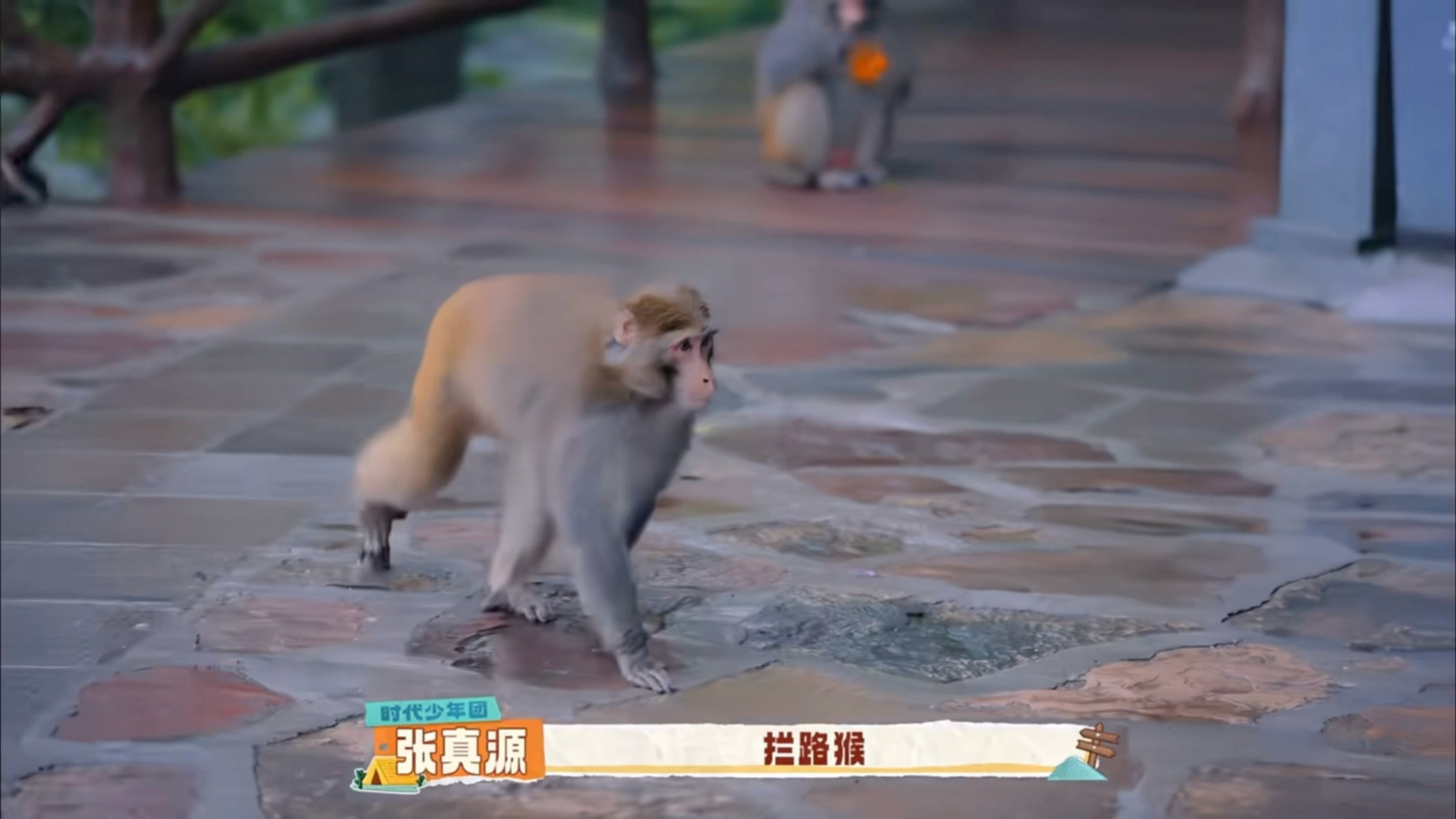 🟢：拦路猴～～～张真源这是我的西游 