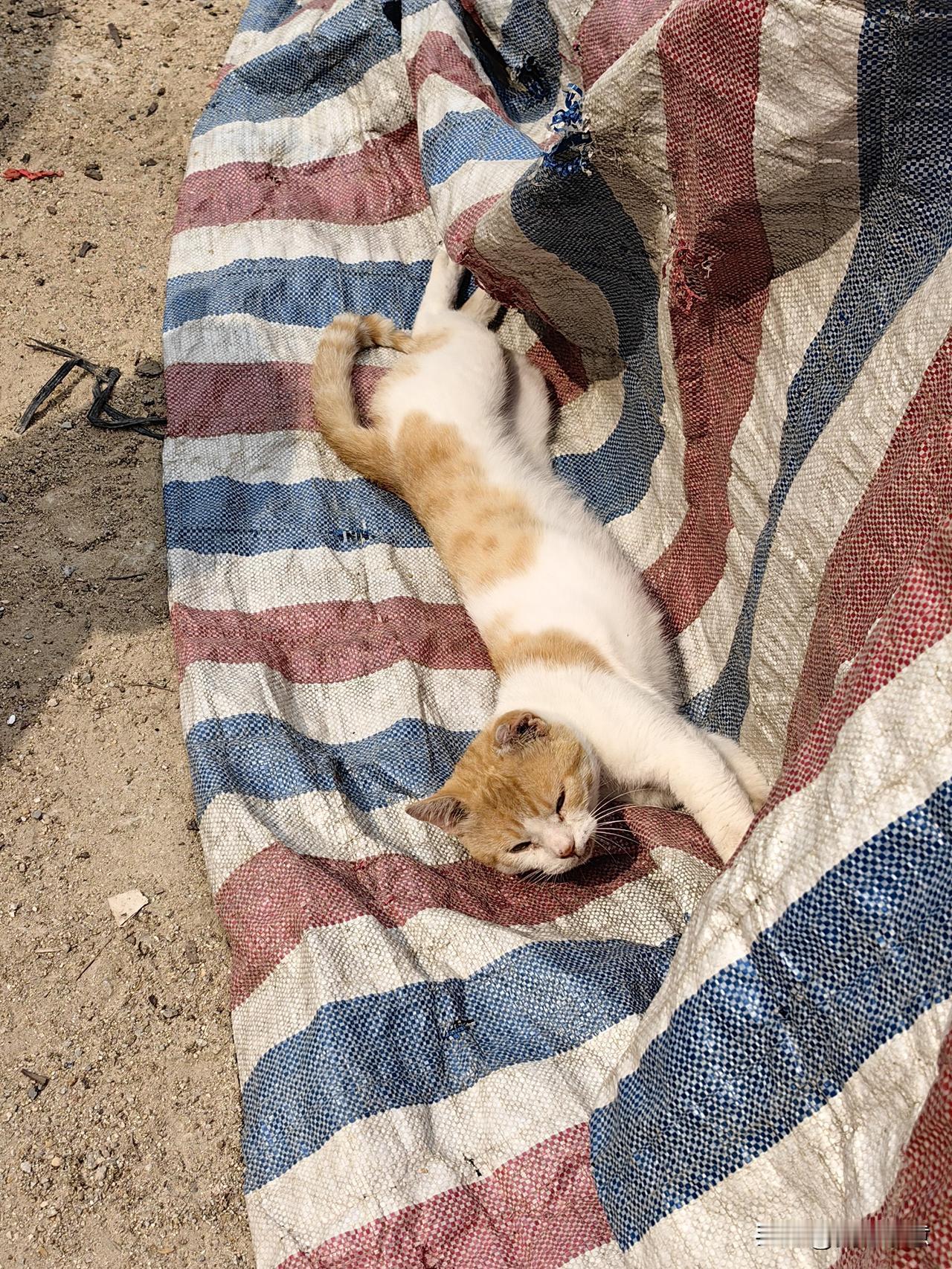 路遇一只黄白花猫，躺在脏兮兮的红白蓝上，伸着长长的懒腰，双眼紧闭着，正做着美梦。