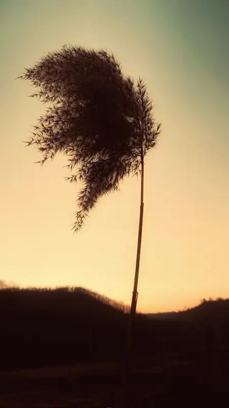 生活中，有许多无形却至关重要的东西。傍晚的操场，映入眼帘的是树、草和滑梯，而那温