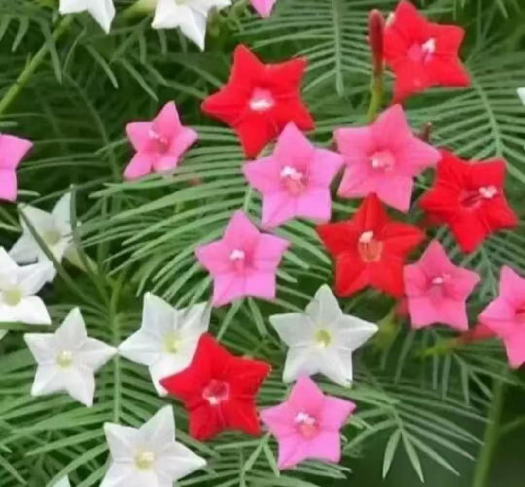 这五角小草花真是漂亮，红粉白三色齐放！美不胜收
