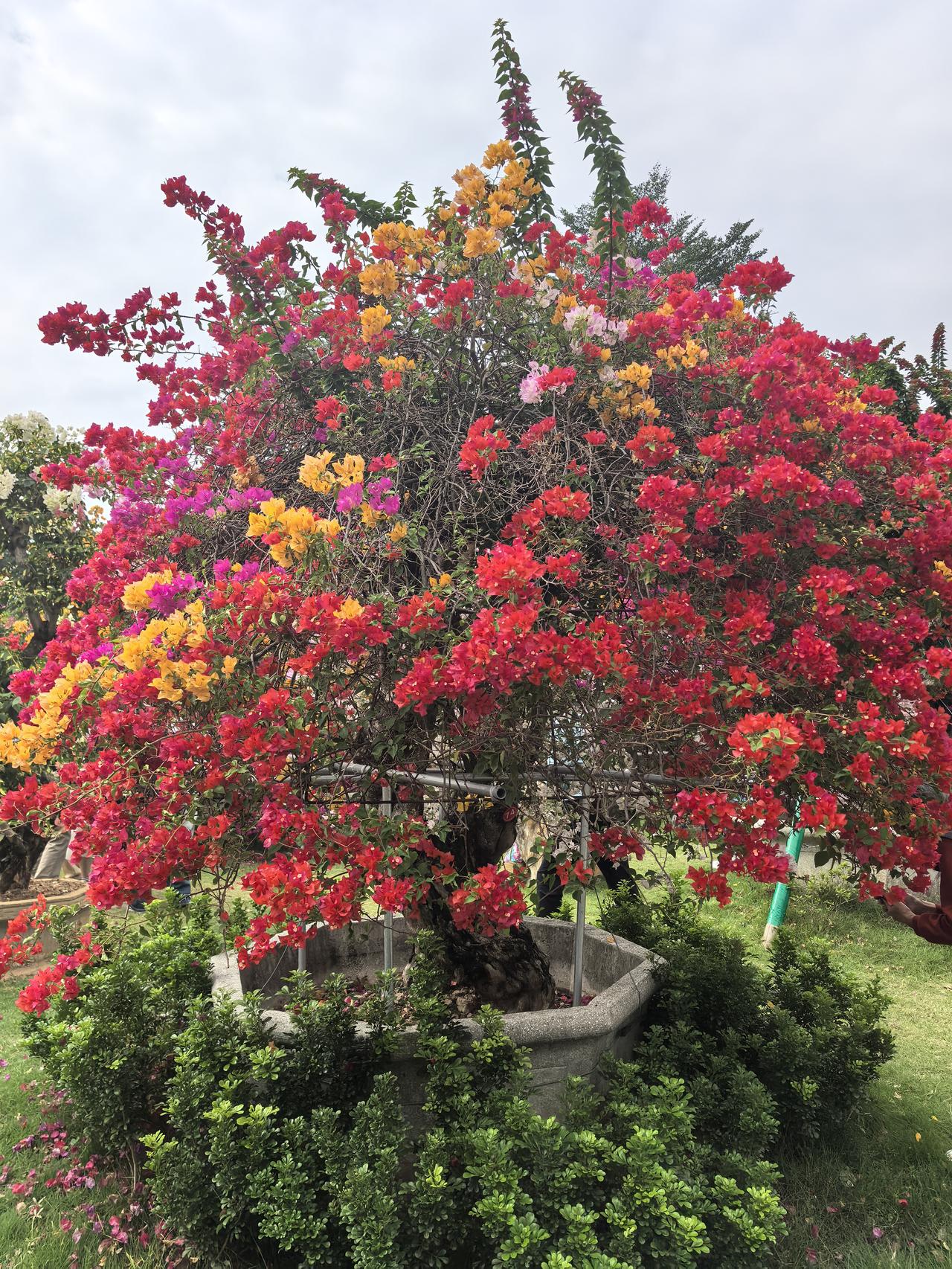 相册里最满意的照片 五彩缤纷的三角梅，绽放出绚烂的春光！🌸🌺🌼