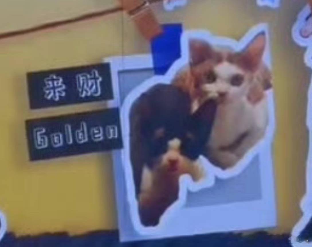 我要笑晕了🆘严浩翔的猫叫来财和golden严浩翔蓝绿色挑染 ​​​