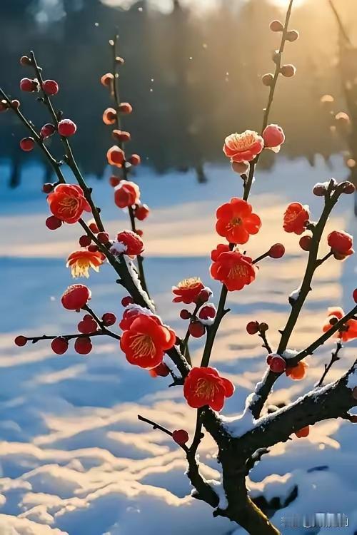 上联：一窗冬雪添诗意
下联:   半篱梅花盈暗香