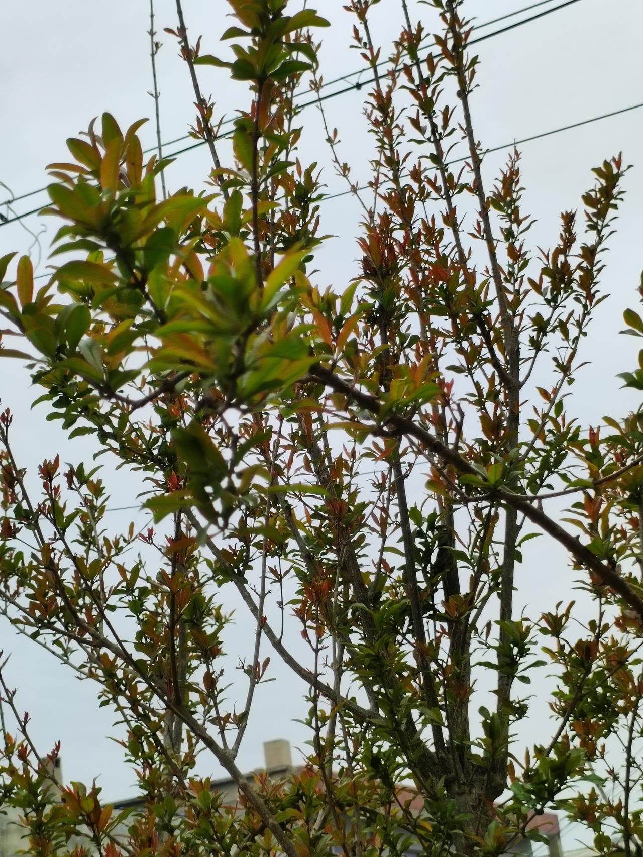 春枝吐翠，新叶含丹。石榴树在风里舒展枝桠，嫩红与鲜绿层层叠叠，把春日的生机，都藏