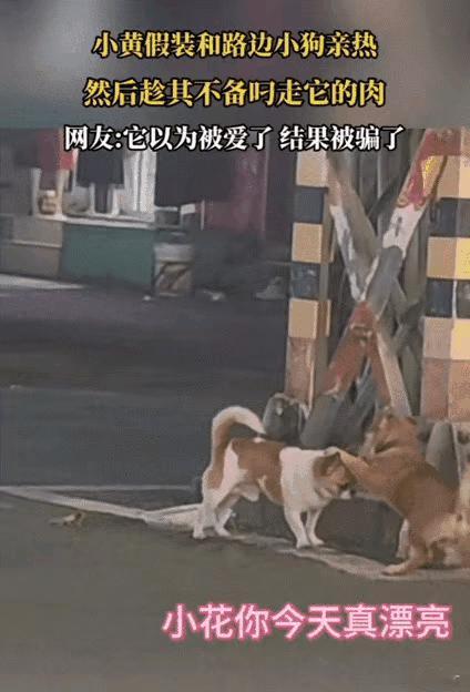 中华田园犬可不是浪得虚名，就是聪明懂事，不过我们都低估了它的本事，中华田园犬除了
