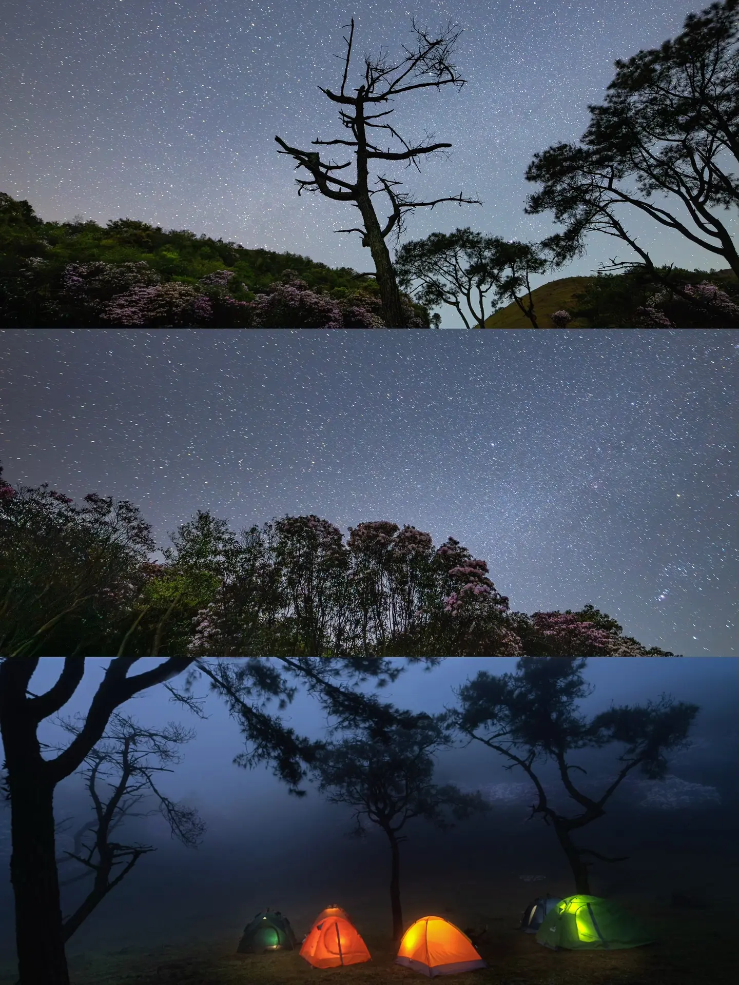 一定不可以错过罗定八排山的星空与杜鹃花。春日约了几个朋友去八排山看高山...