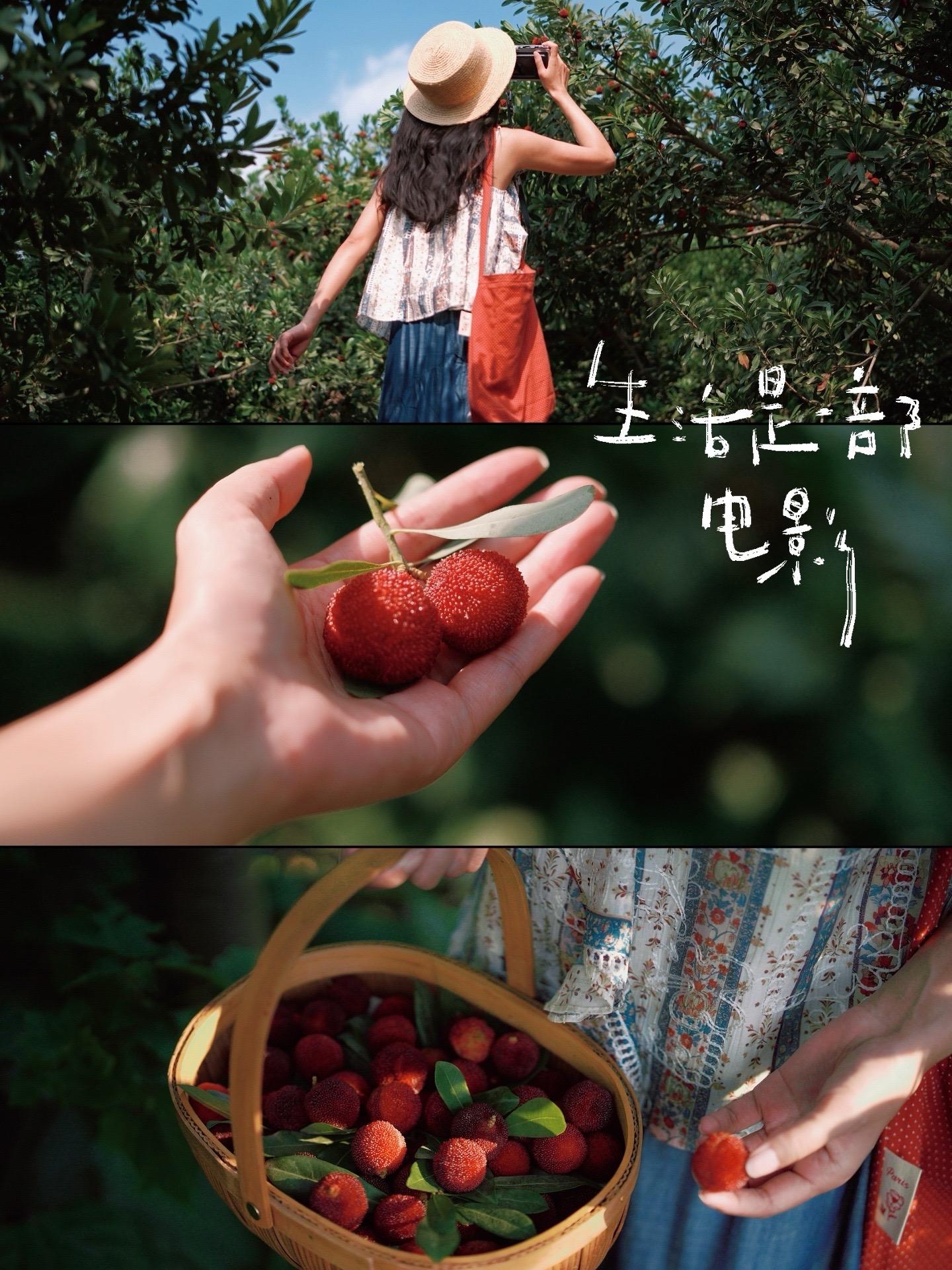 是盛夏的果实呀！❤️森系胶片电影感拍照。上次拍摘杨梅还是21年 这次终...