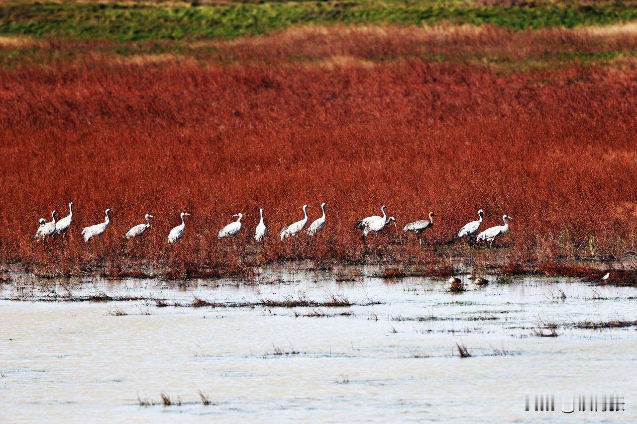 国家一级保护动物白头鹤
（拍摄于江西永修吴城镇）