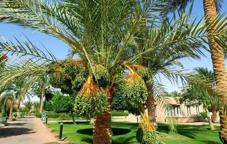 埃及在沙漠种植椰枣，不仅改善了恶劣环境，还靠出口赚取了30亿，反观我国，2019