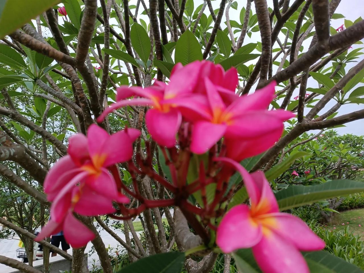 星期三下午
暂时没有下雨
但好象会下雨一样
哈哈，赏赏花
鸡蛋花
花色艳丽
花朵