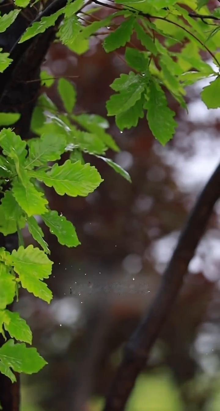 雨水。
春雨至，万物生。雨水是春天的第二个节气，此时东风解冻，冰雪消融。北方迎来