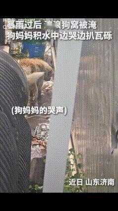 母爱不分物种！山东暴雨后，一男子路过淹没的废墟时，突然听到狗子的叫声。循声望去，