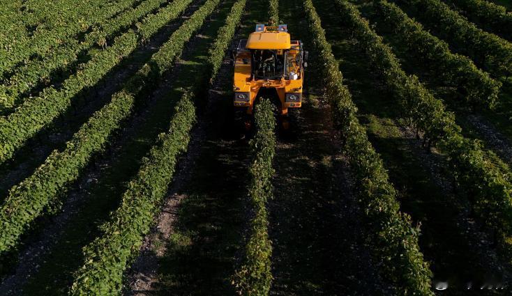 11月12日全球葡萄酒四大生产国：意大利、法国、西班亚和美国，四国总产量138.