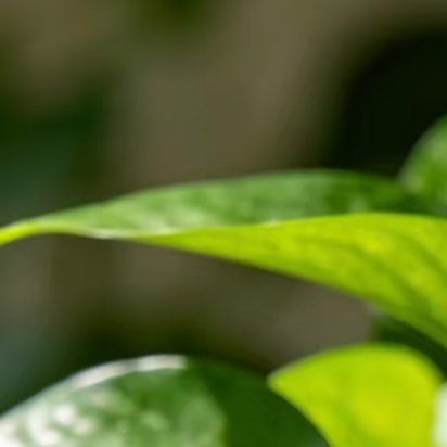 2200绿萝的种植一、种植方式（土培/水培） 土培（更易养爆盆）1. 土壤选择：