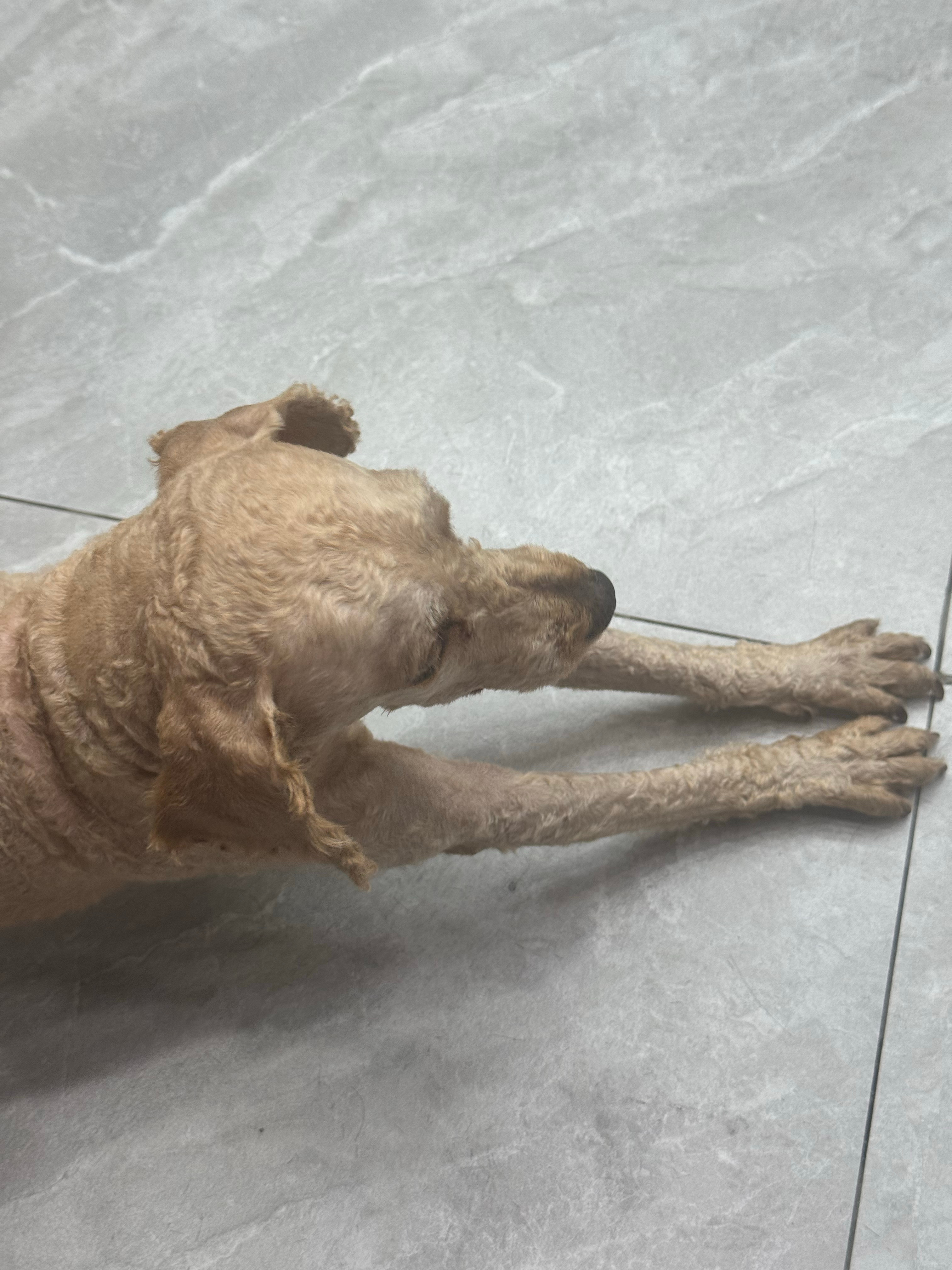 猫在使用厕所前没看说明书我还是喜欢小狗狗🐶 ​​​