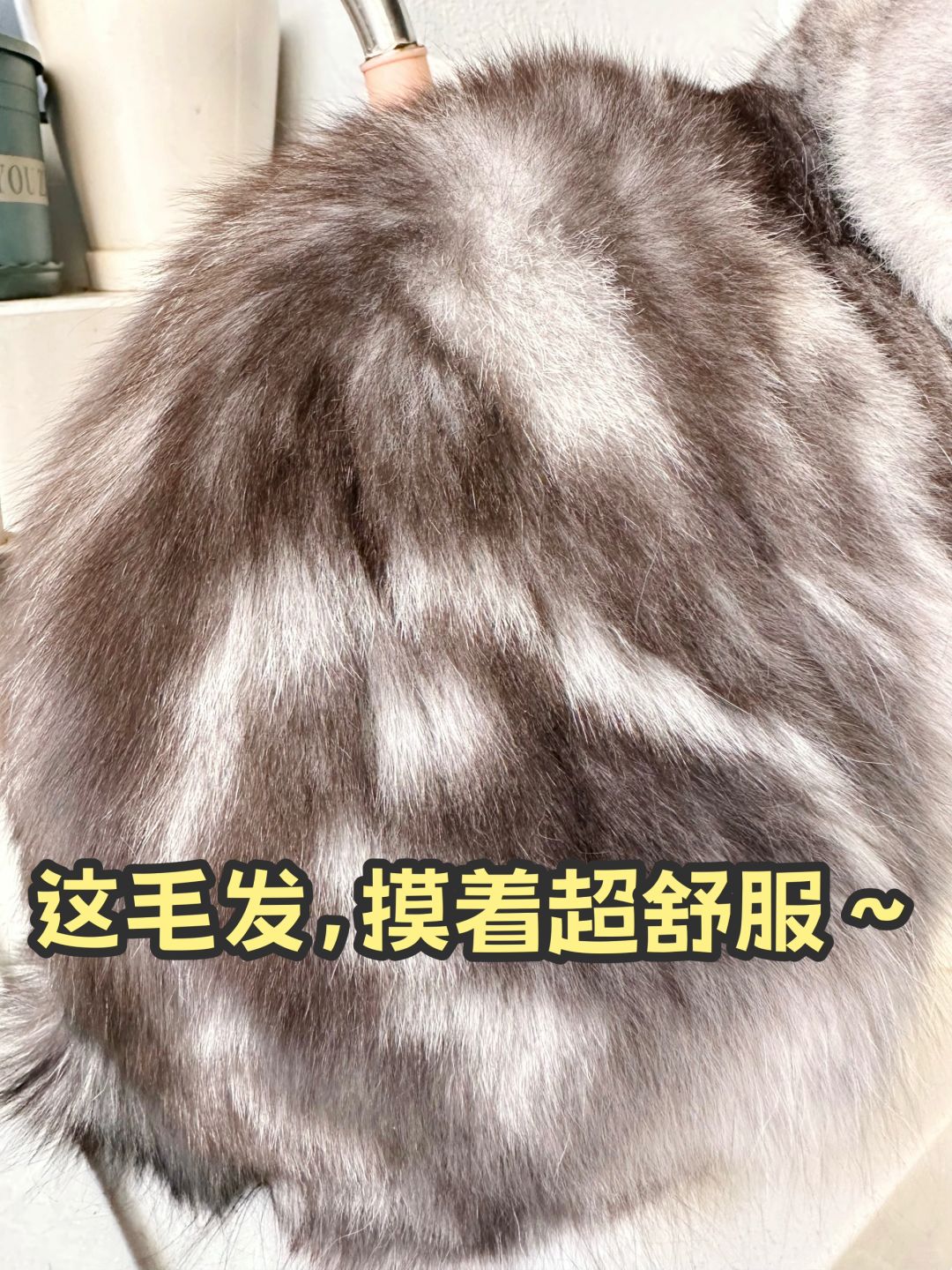 洁癖养猫的秘密法宝｜这款猫咪👀鱼油很惊艳！