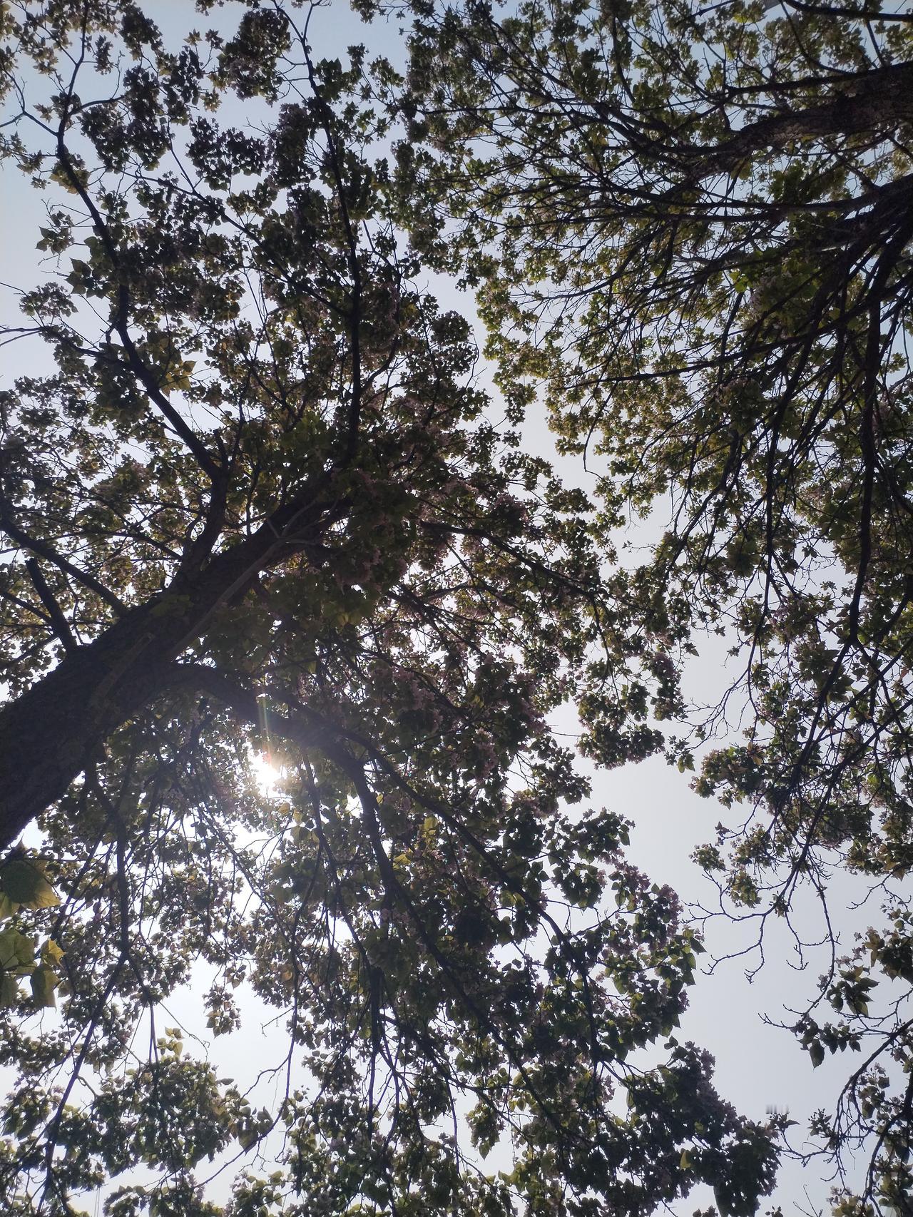 阳光透过树叶洒下，感受大自然的美好。🌞🍃