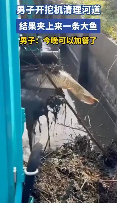 万万没想到！广东，男子开挖掘机清理河道，正捞泥呢，结果捞着捞着，突然挖起来一条蹦