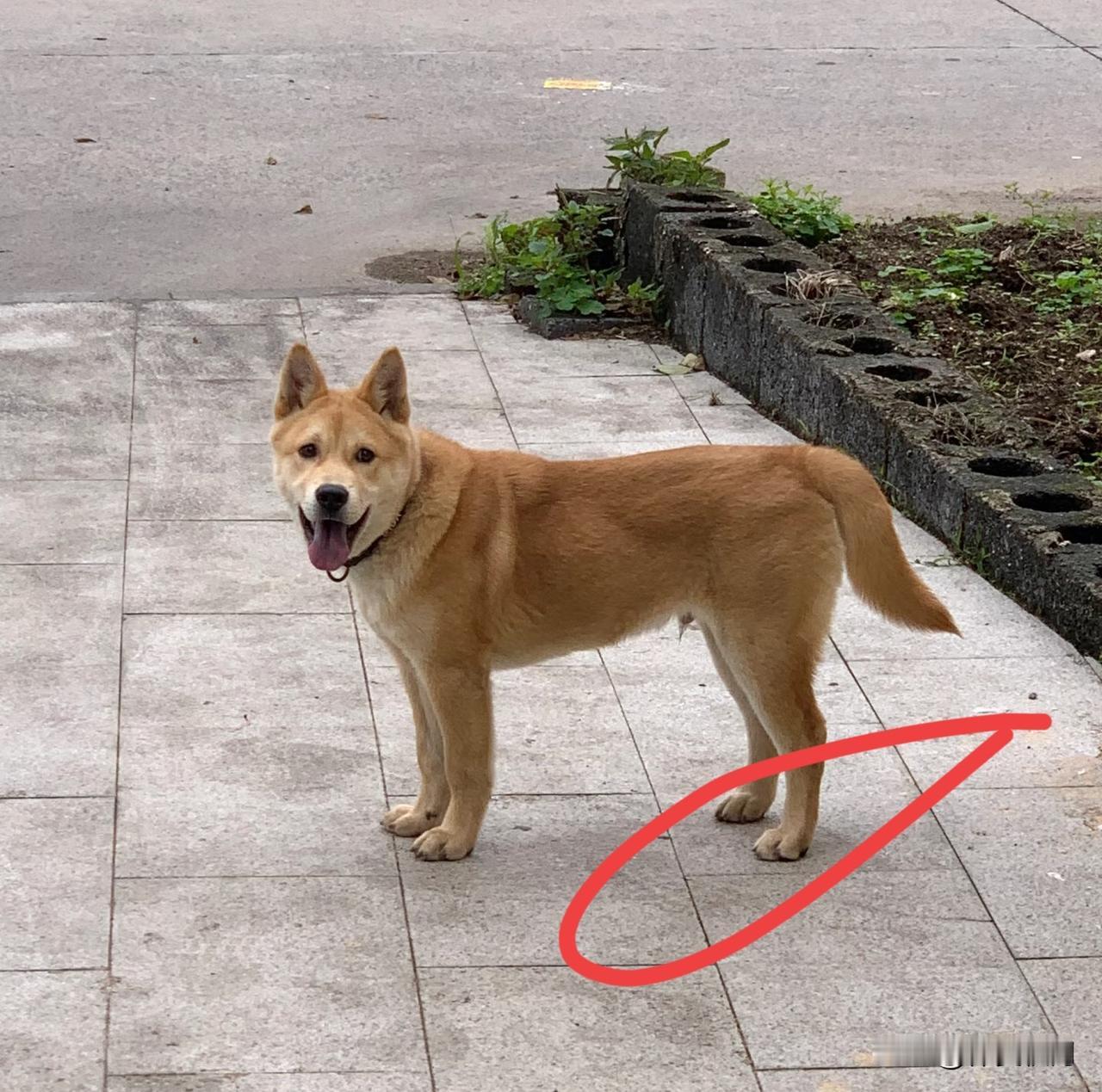 狗会咬自己的主人吗狗也会咬主人，但大多是害怕、疼了、护食护地盘，或者没教好规矩、