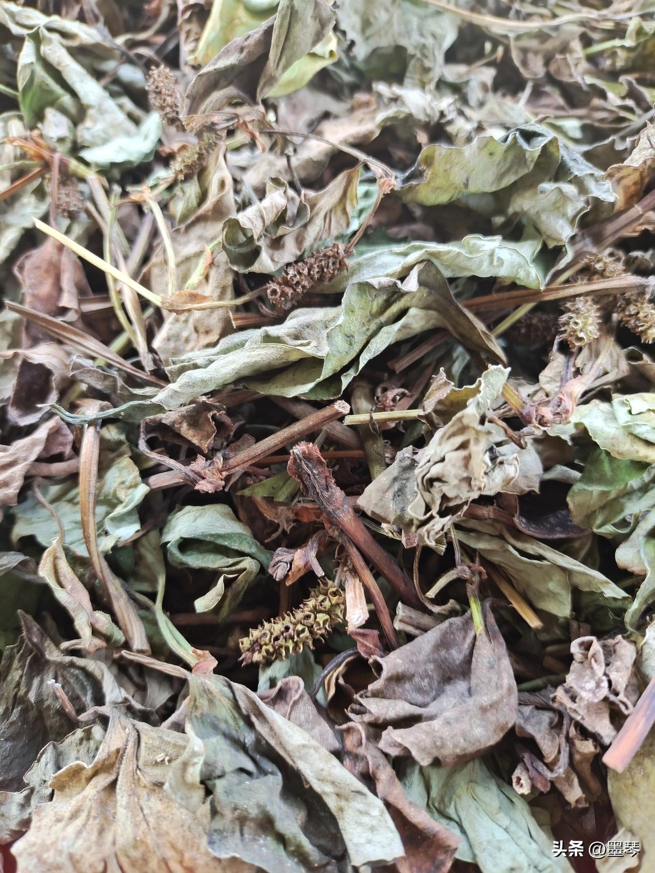 野生折耳根

墨琴
 
野陌丛中自茁芽，幽根盘土沐烟霞。

味含清异酬乡客，质秉