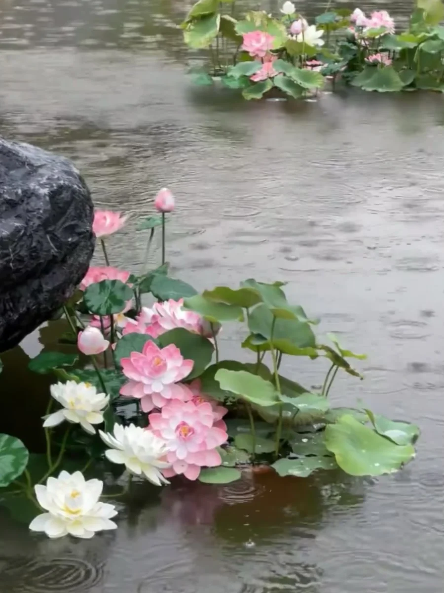 被荷花美哭了～雨中荷