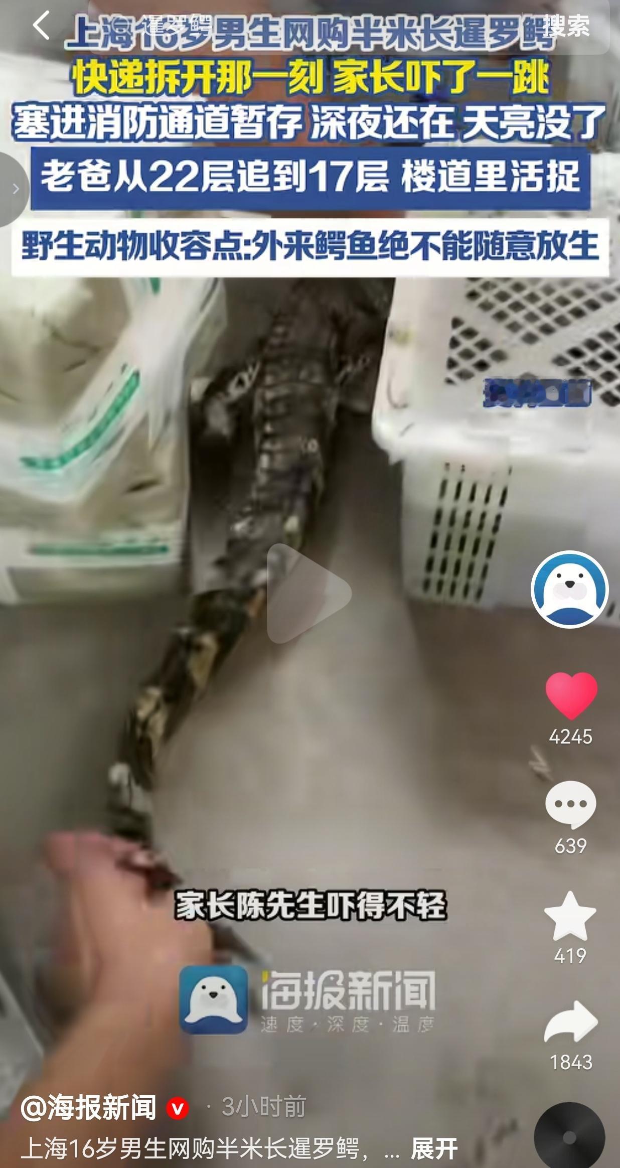 上海16岁的高中生，瞒着全家人偷偷网购，只花一百多块，就网购了一条半米长的暹罗鳄
