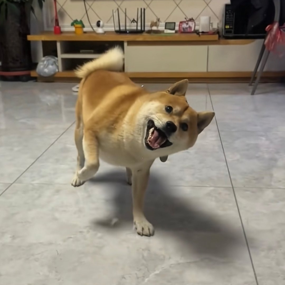 狗不咬人，其实还是挺可爱的。 ​​​