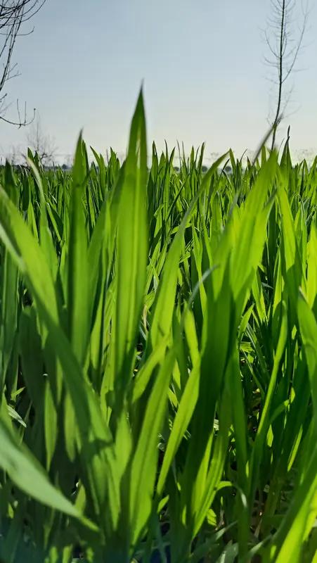 春瞧绿色一片。