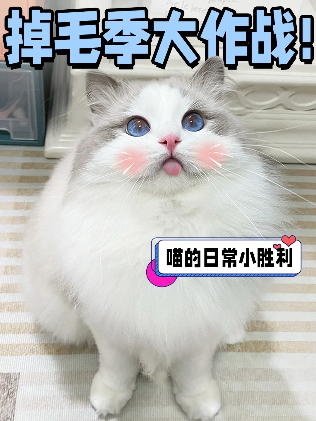 我家喵喵掉毛季的逆袭故事🐾