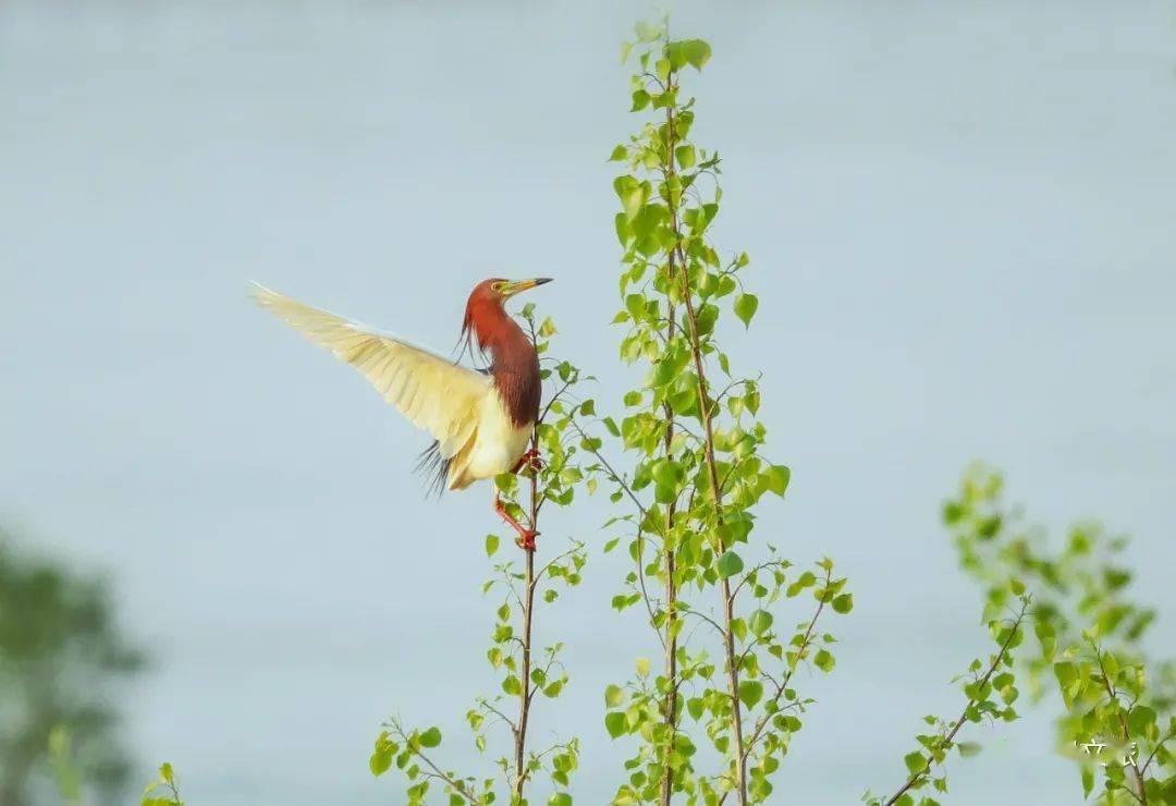 在那悠长而温柔的秋日里，大自然仿佛一位细腻的画师，以金黄为主色调，轻轻挥洒出一幅