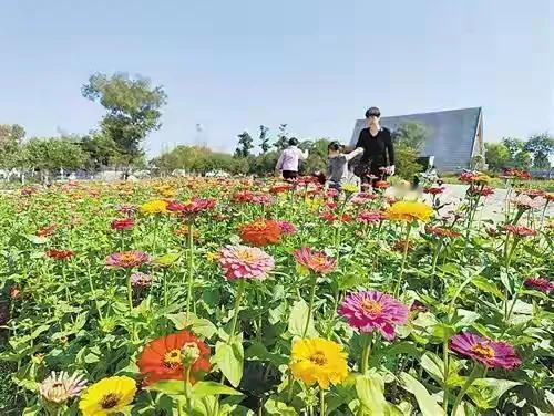 #以秋为题写首诗# 

《商丘菊花亦香艳》

商丘菊花亦香艳， 
金风拂过舞秋田
