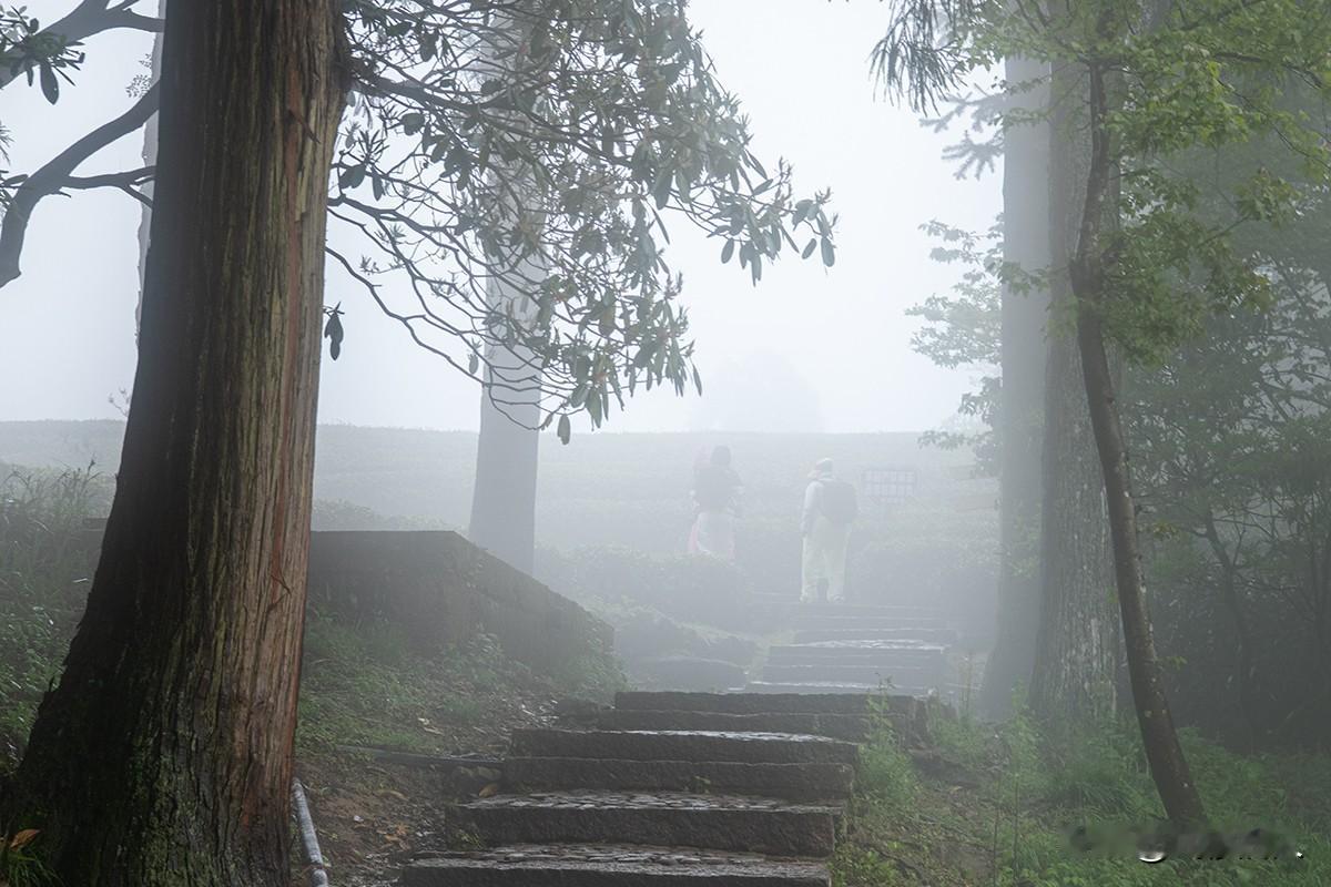 雾锁华顶，探幽杜鹃林
       华顶杜鹃林深处，大雾弥漫，将山林织就成一幅朦