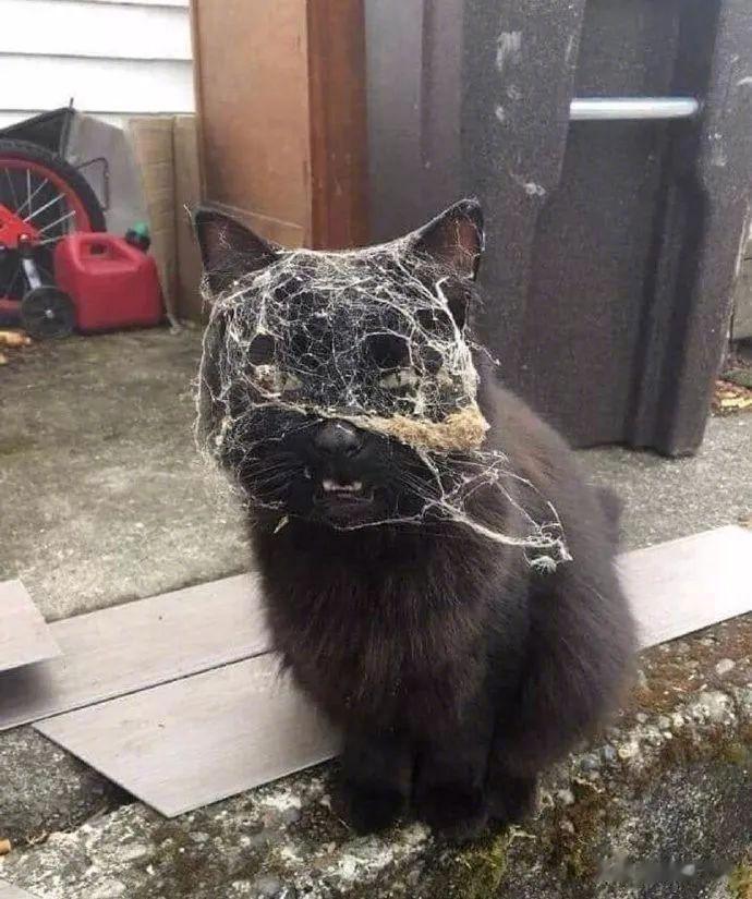 请叫我蜘蛛猫。[喵喵]