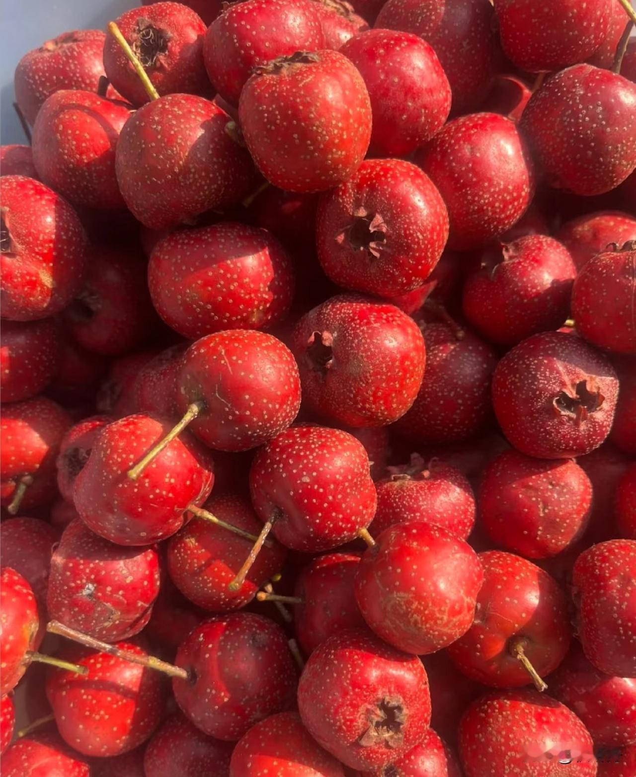 三高吃什么？
这几样食物最家常
一、玉米（清淡控脂，老少都适合）
二、白萝卜（顺